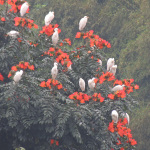 Wildlife in Valparai